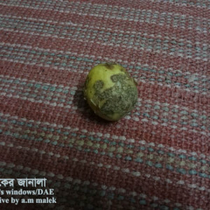 আলুর স্ক্যাব রোগ